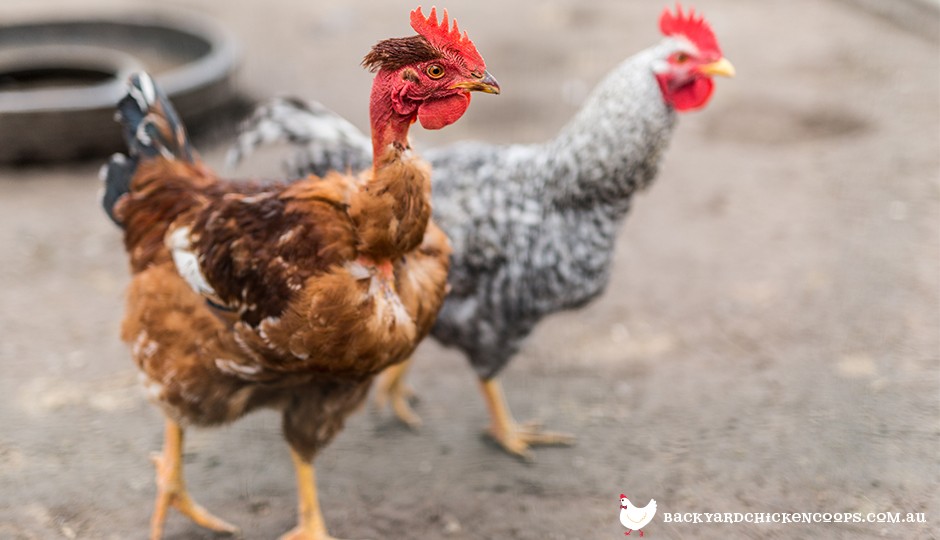 Top 20 Chicken Breeds for your Backyard Coop