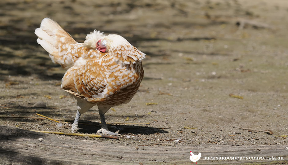 the-quick-fire-guide-to-treating-poultry-mites-and-lice