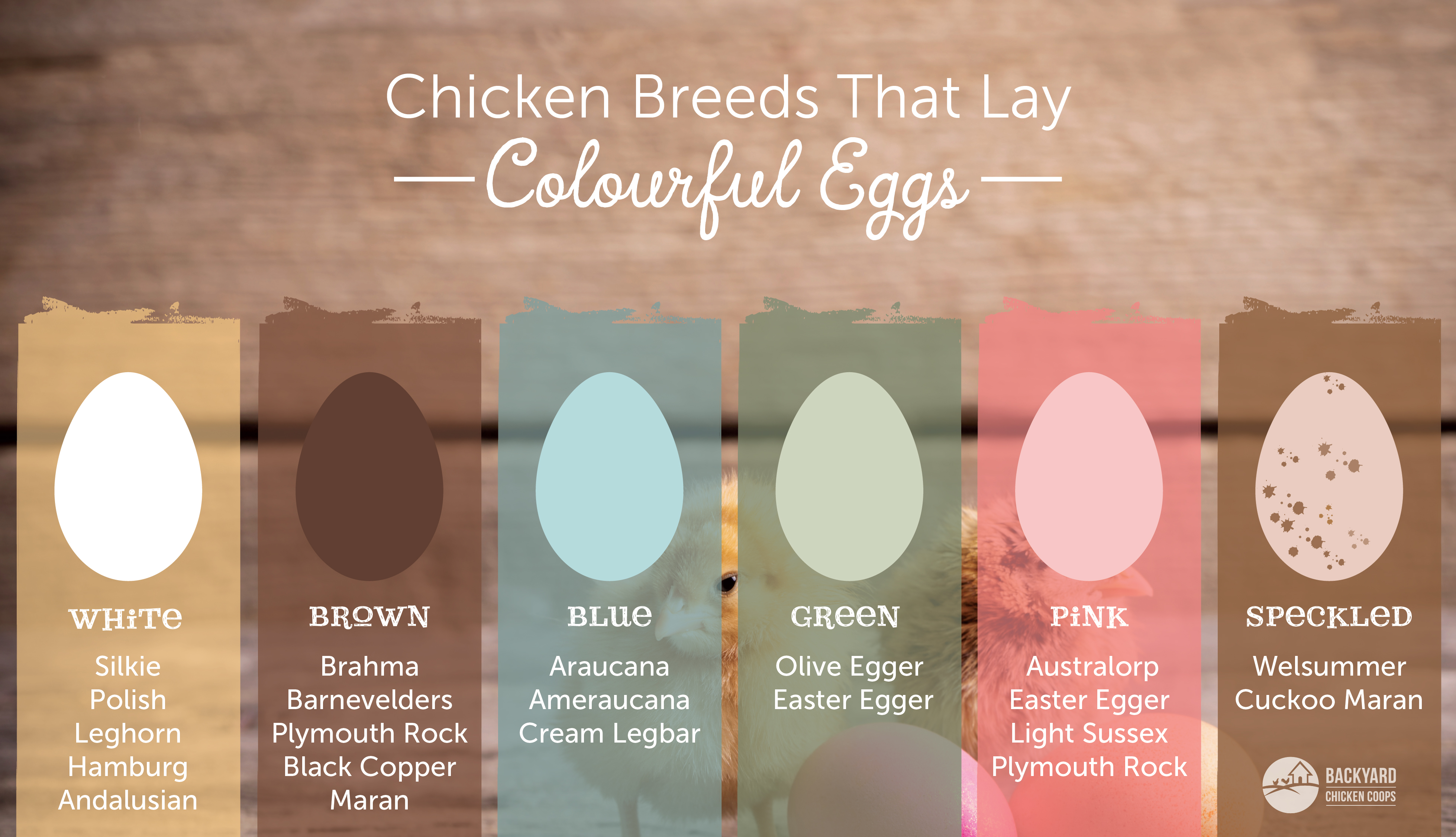 Easter Egger Chicken Egg Color Chart Theme Route