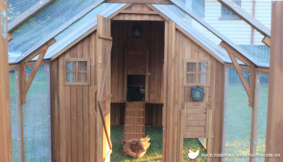 Chicken Wire What’s Best for Your Chooks