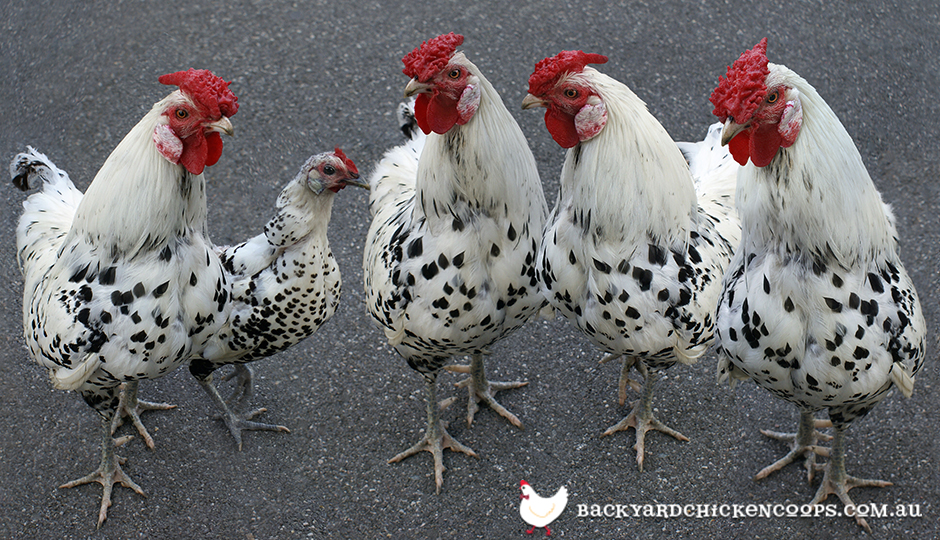 5 Reasons to Love Hamburg Chickens