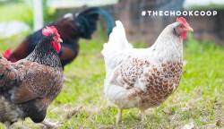 barnevelder chickens at chook breeder property