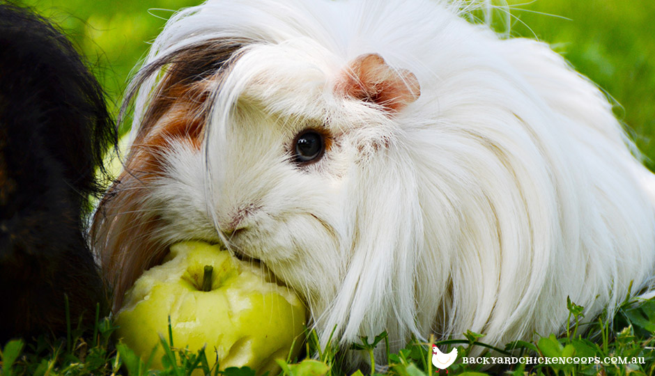 Feeding Guinea Pigs - What’s Good and What’s Not