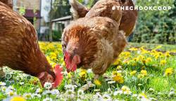 hybrid commercial layers isa brown chicken breed