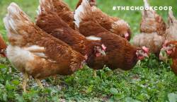 pastured egg laying chickens