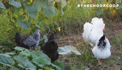 flock of backyard wyandotte chickens