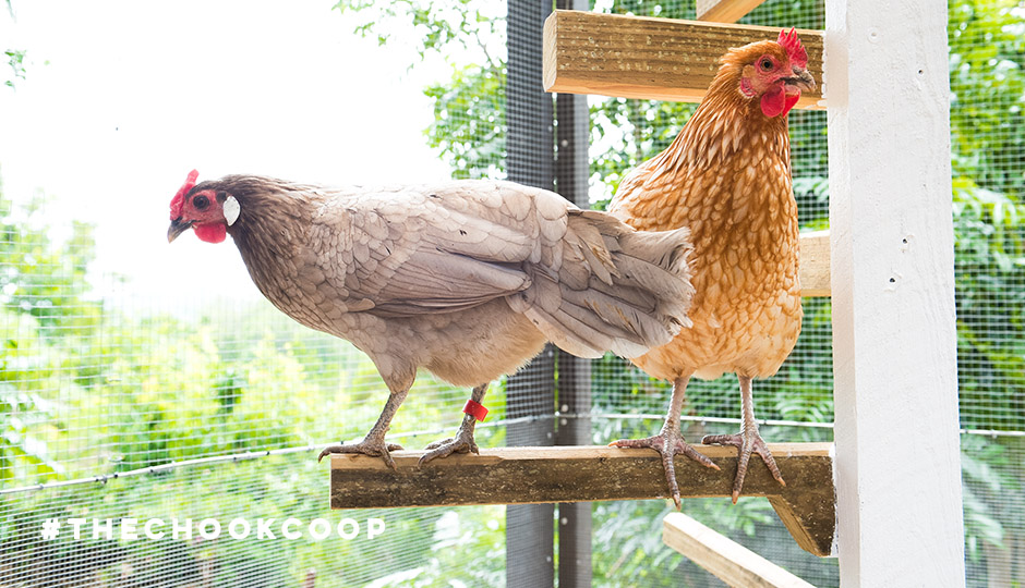 7 DIY Projects For Your Chicken Coop and Run