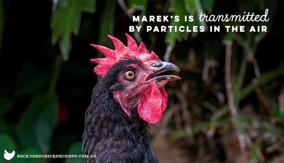 Does My Chicken Have Marek's Disease?