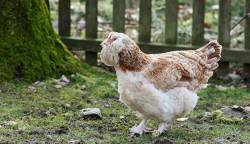 faverolles chicken breed for small backyard