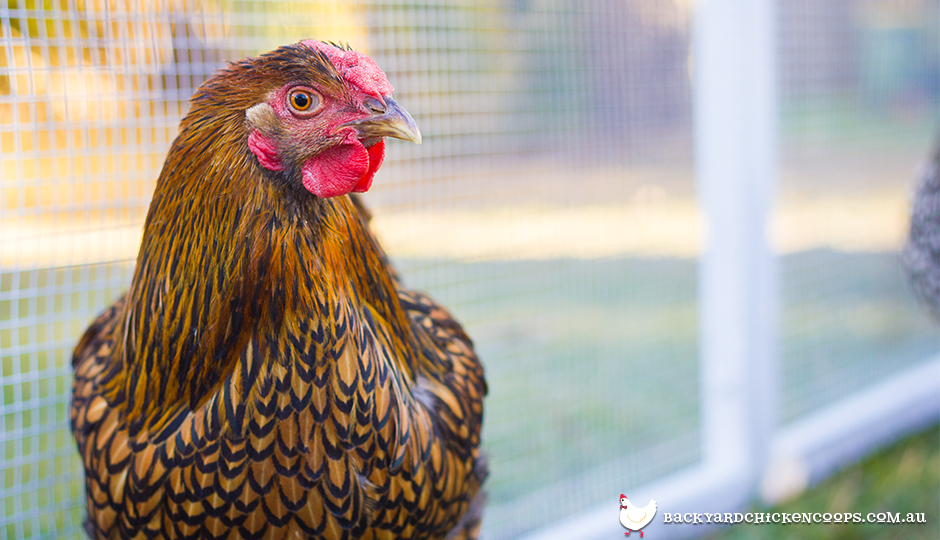 The Ultimate Guide to Chicken Coop Predator Prevention