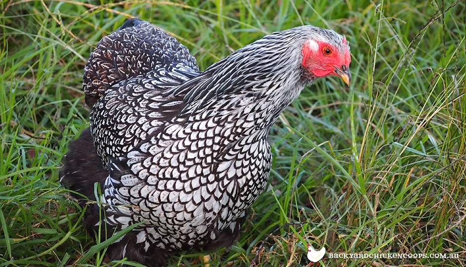 The 5 Most Beautiful Chicken Breeds